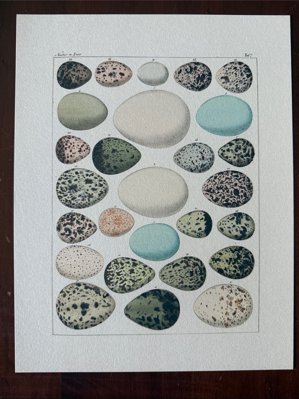 Vintage Egg Illustration Art Print - Multicolor